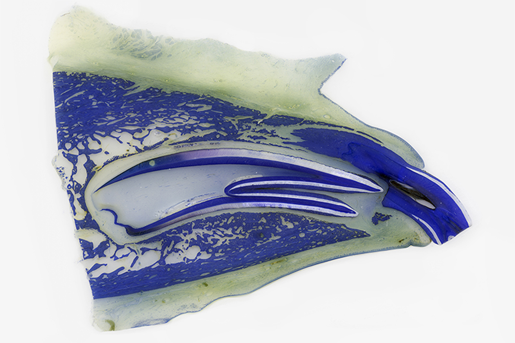 Digitalisierung – Schnitt, Pferdezahn Anatomie