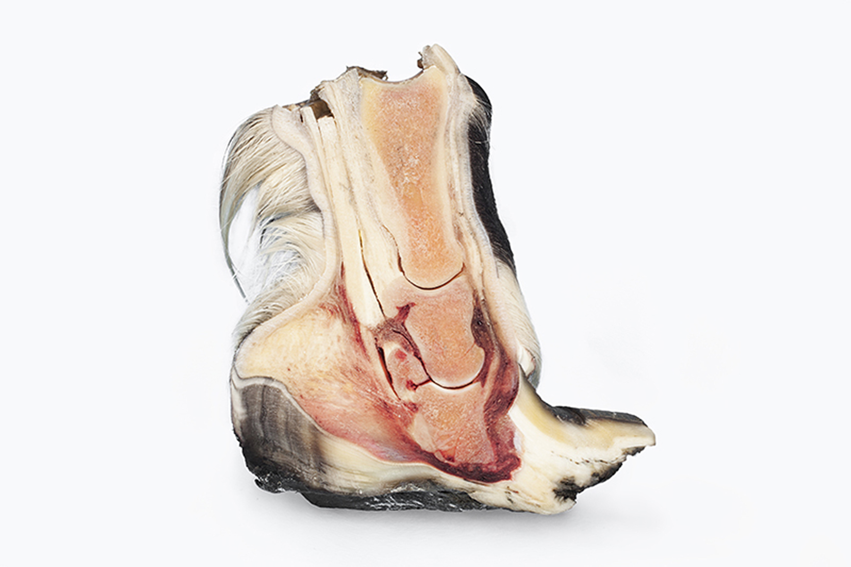 Anatomiefotografie – Hufrehe, Pferdeklinik