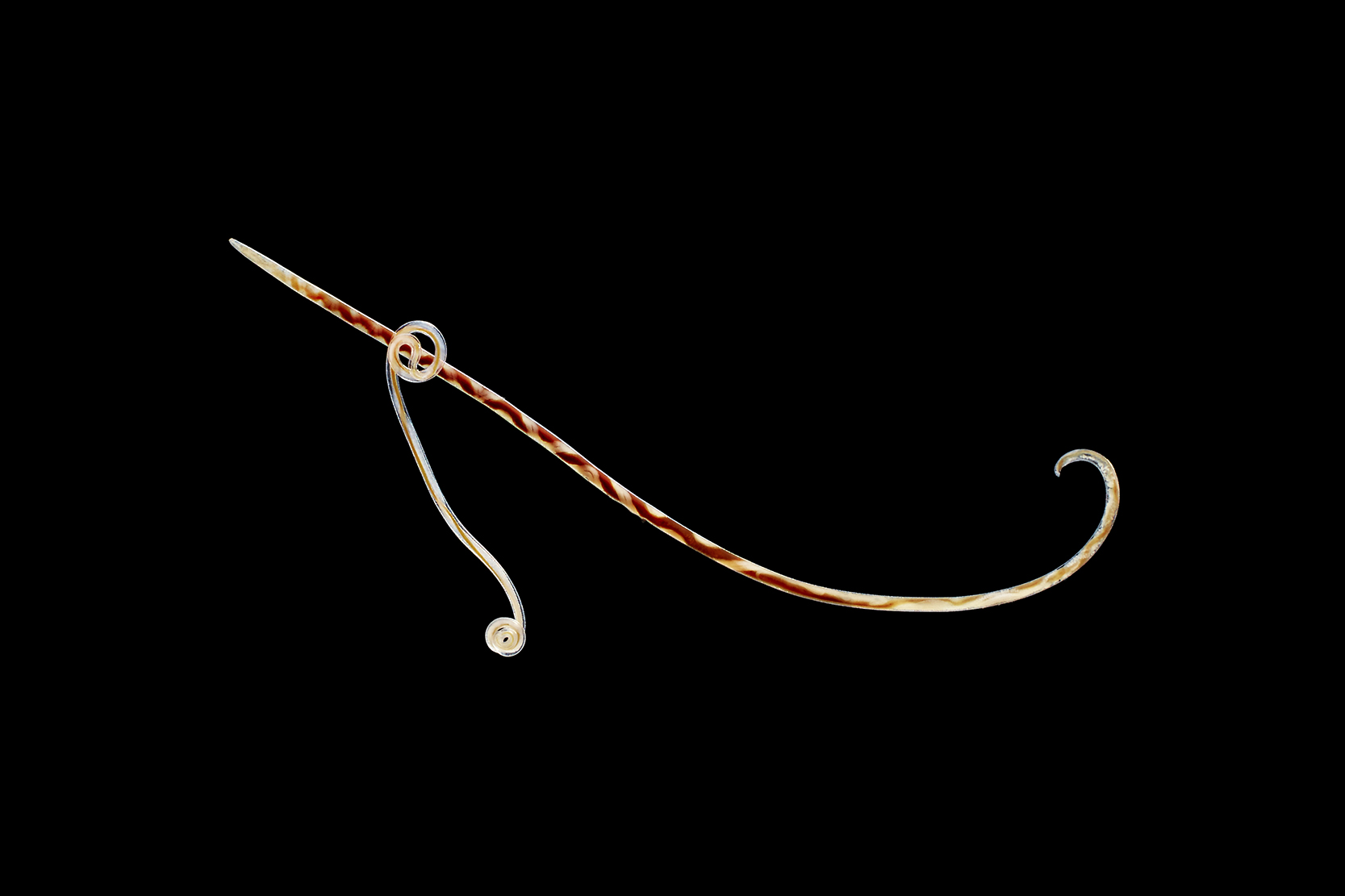 Makrofotografie – Angiostrongylus, Parasitologie