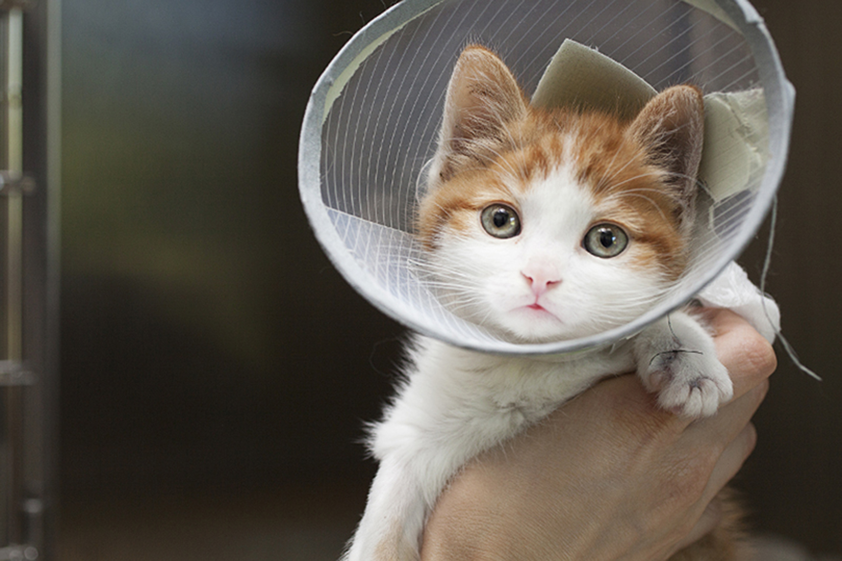 Reportage – Findlingskatze, Kleintierklinik