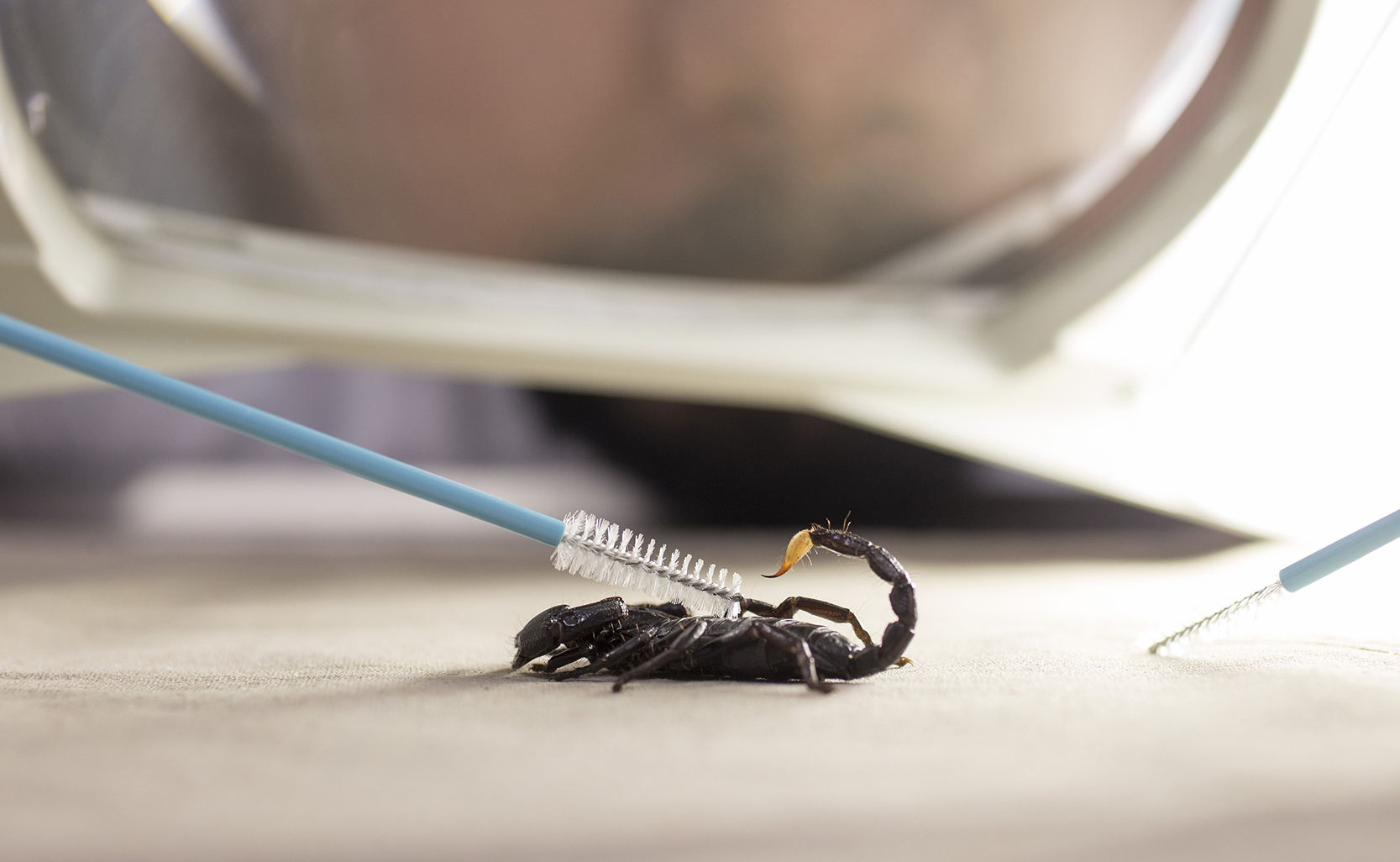 Behandlungsdokumentation – Skorpionbehandlung, Heim-, Wild- und Zootierklinik