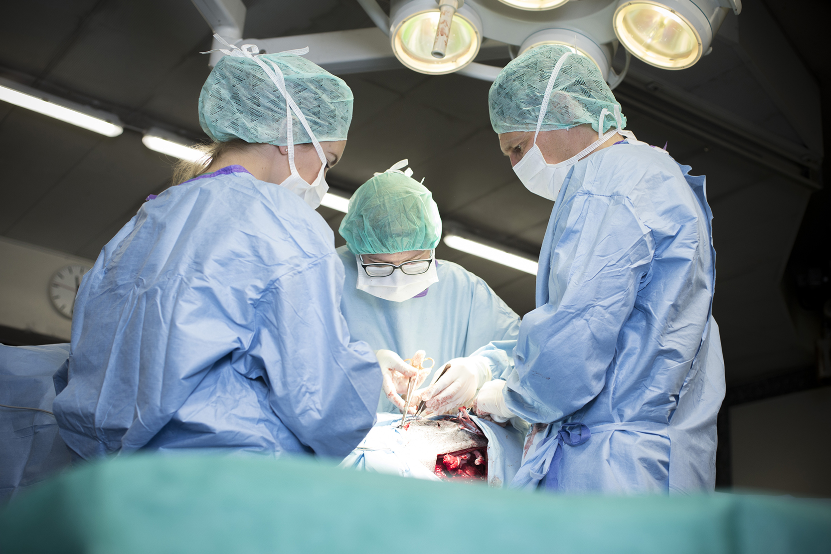 OP Reportage – Pferdeklinik