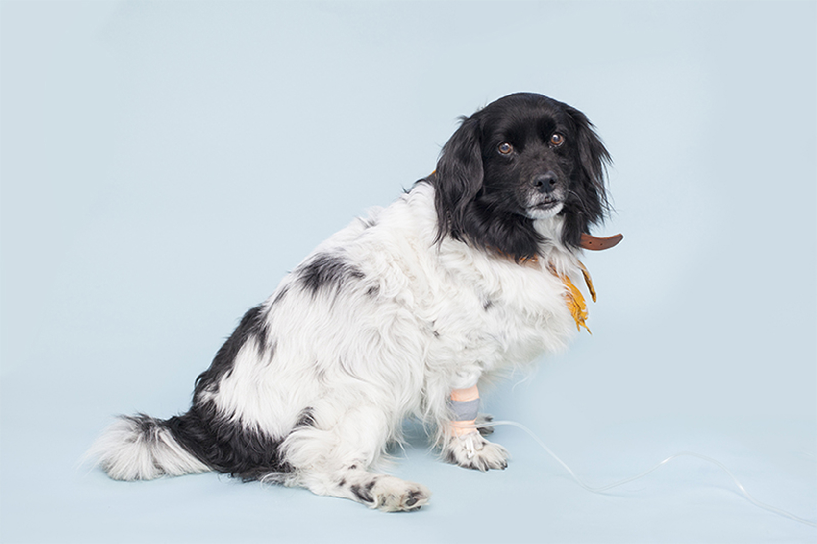 Patientenfotografie – Kleintierklinik
