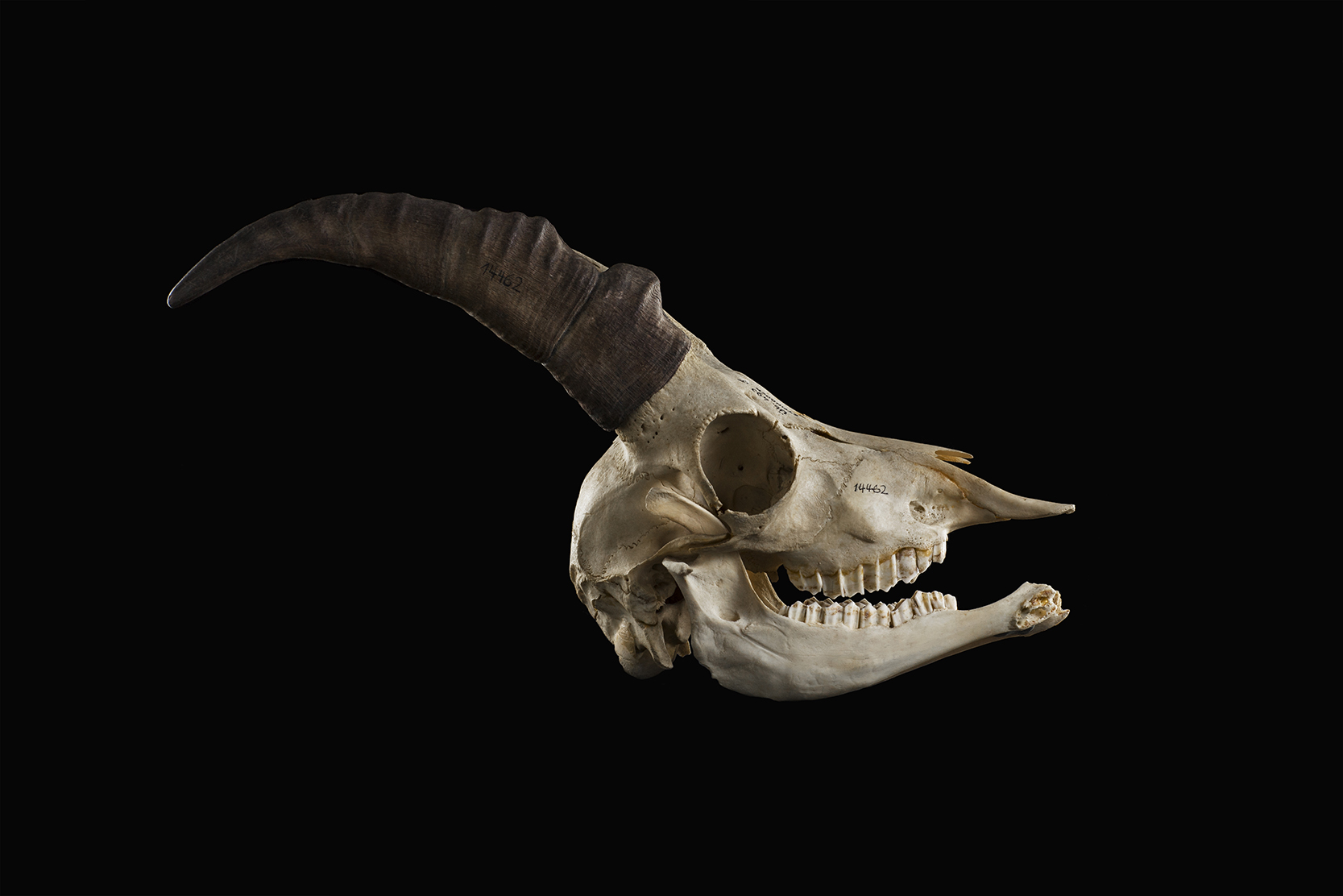 Anatomiefotografie – Steinbockschädel, Heim-, Wild- und Zootierklinik 