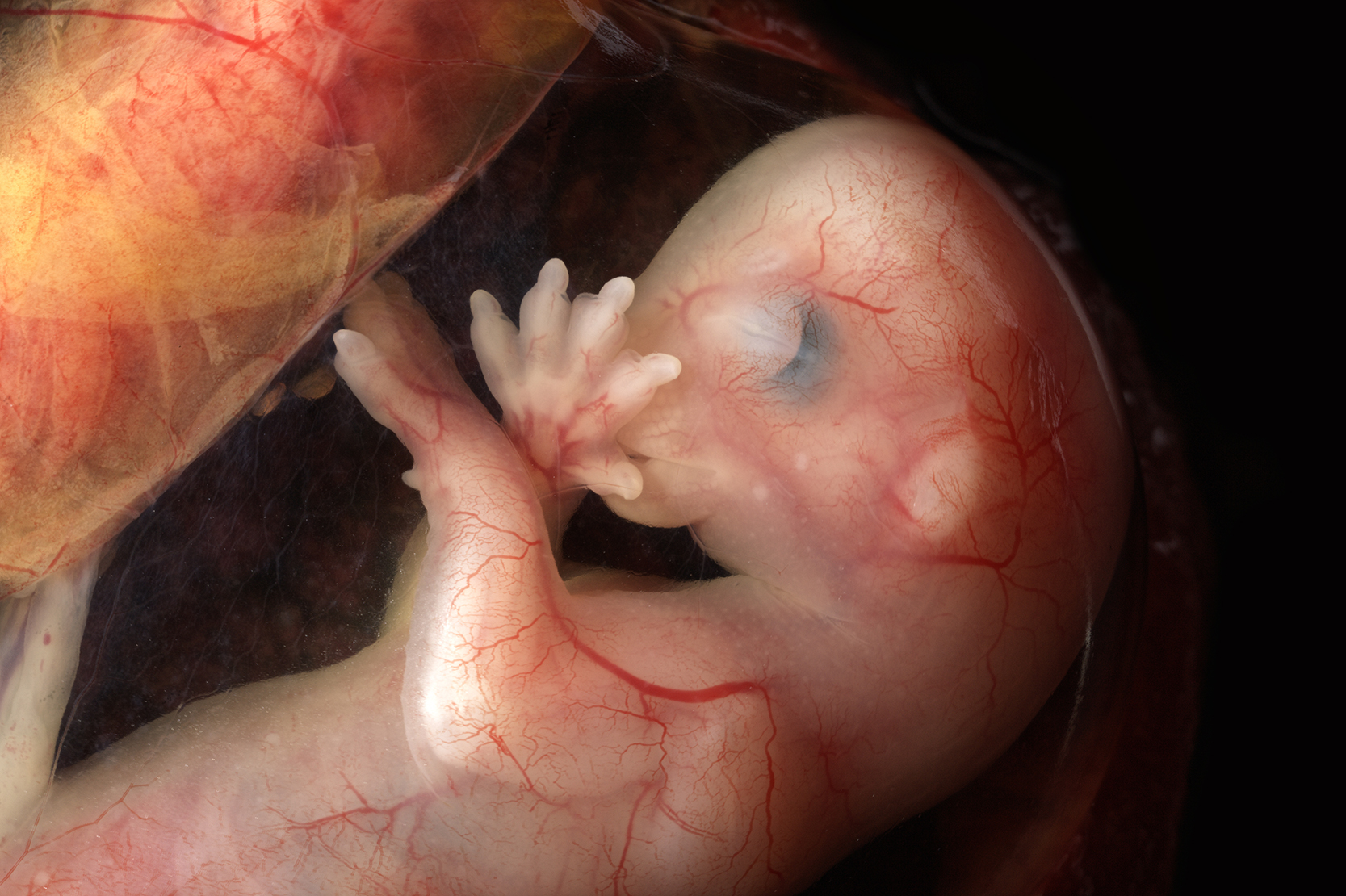 Makro-Anatomiefotografie – Katzenembrio, Kleintierreproduktion