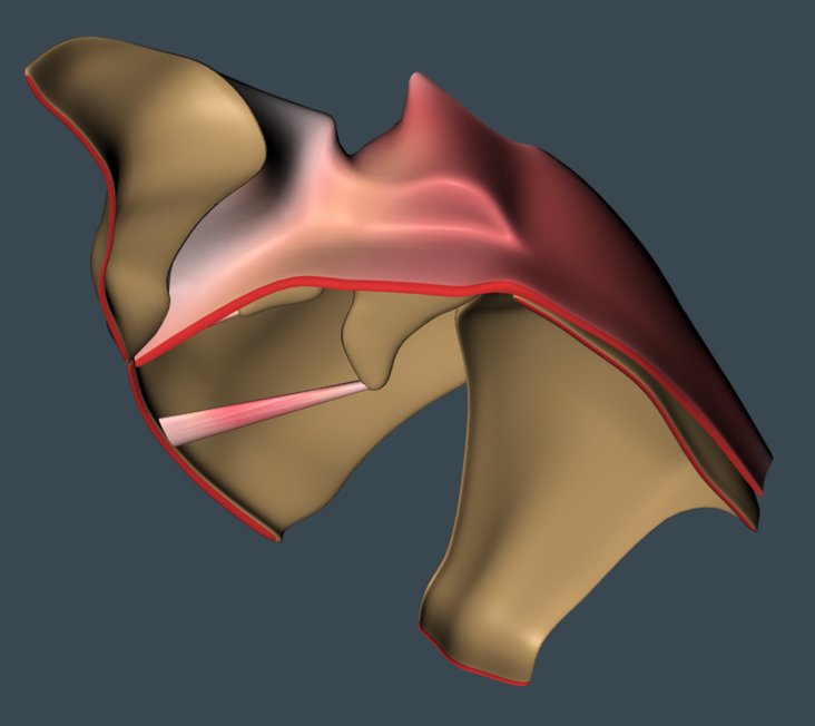 3D-Modell Hundekehlkopf